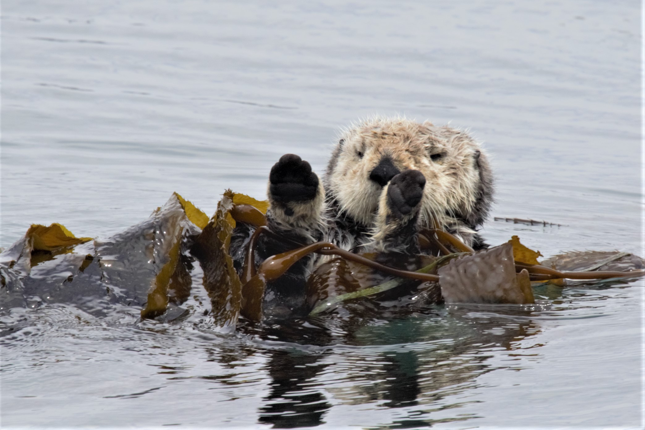 otter