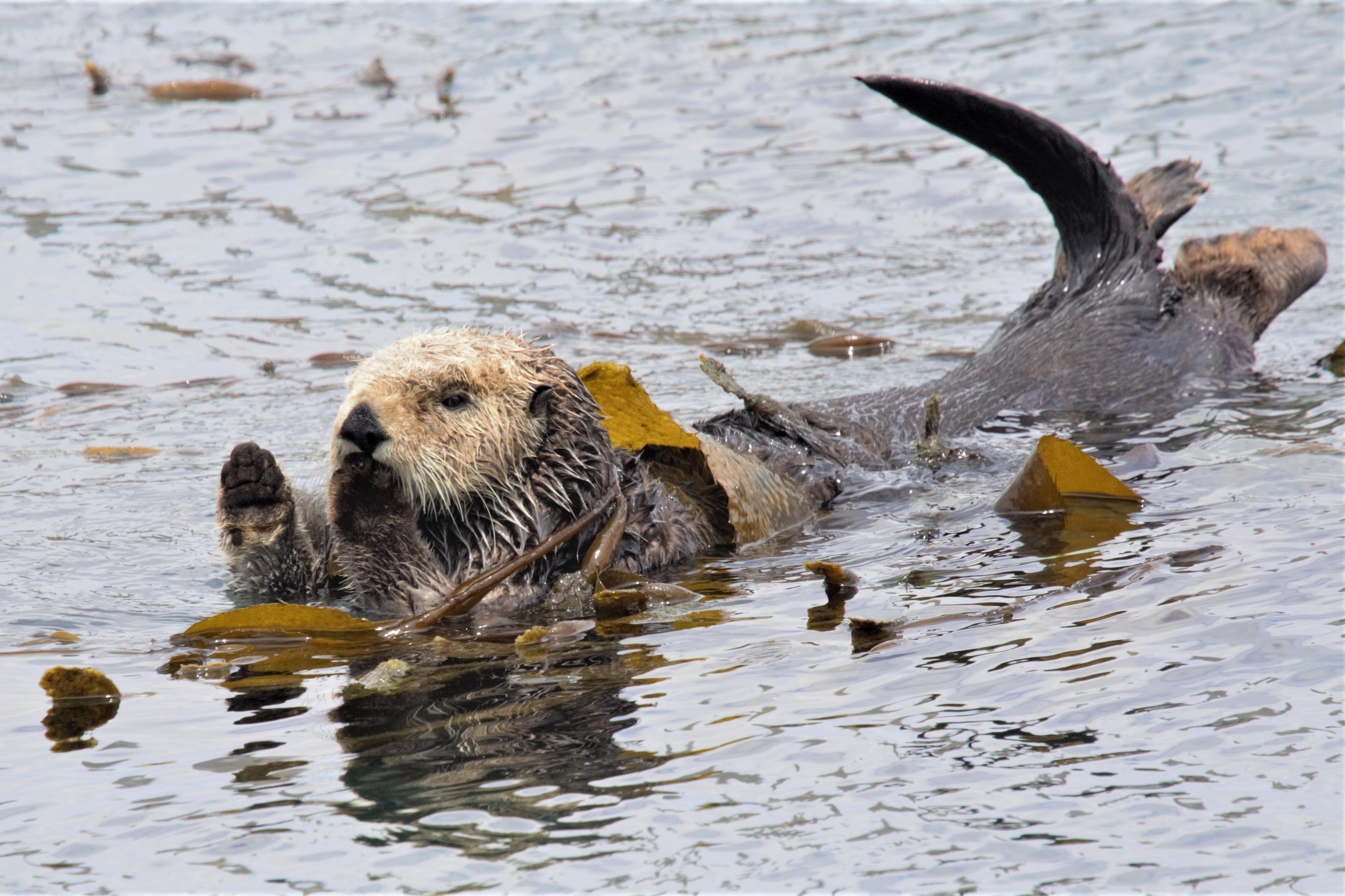 otter