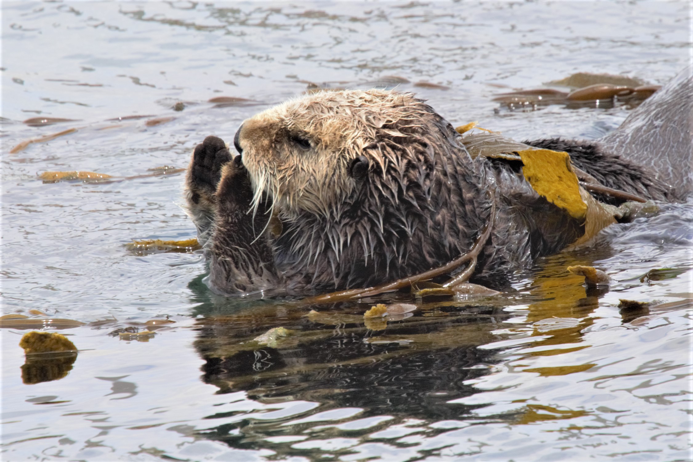 otter