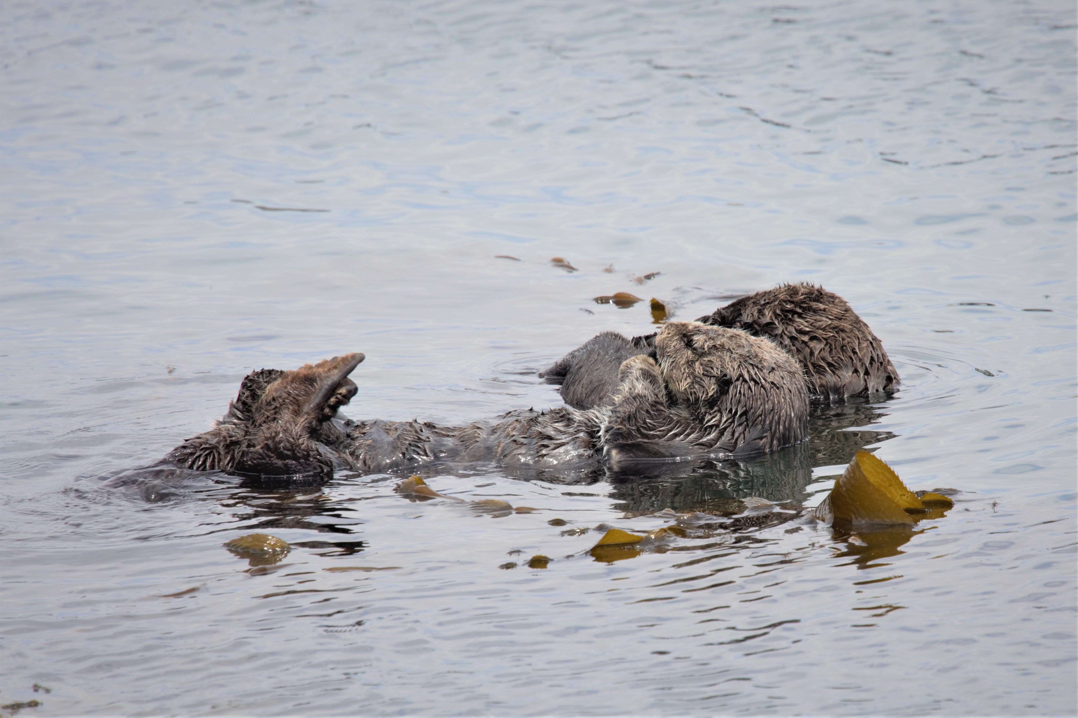 otter